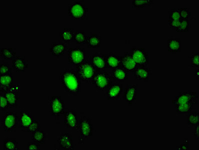 Immunocytochemistry/ Immunofluorescence - Anti-IFI44 antibody (AB236657), expandable thumbnail