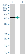 Western blot - Anti-IFIT1 antibody (AB70023)