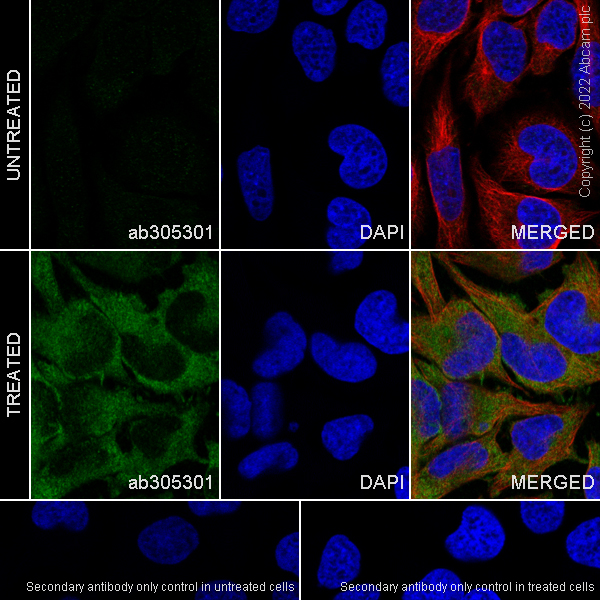 Immunocytochemistry/ Immunofluorescence - Anti-IFIT1 antibody [EPR27276-63] (BSA and Azide free) (AB305302), expandable thumbnail