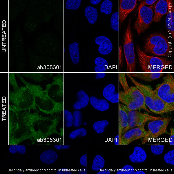 Immunocytochemistry/ Immunofluorescence - Anti-IFIT1 antibody [EPR27276-63] (BSA and Azide free) (AB305302)