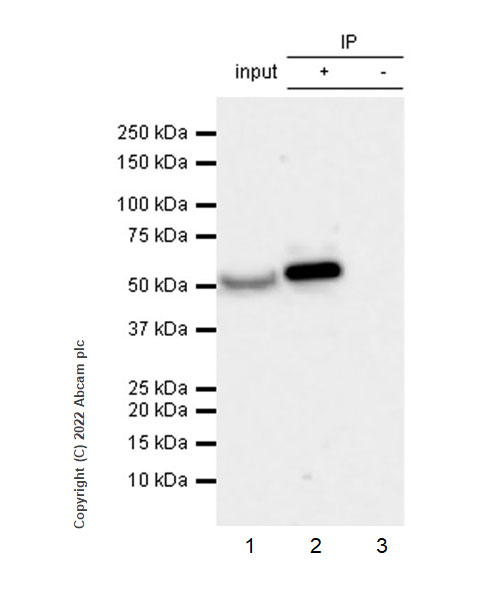 Immunoprecipitation - Anti-IFIT1 antibody [EPR27276-63] (BSA and Azide free) (AB305302), expandable thumbnail