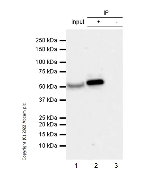 Immunoprecipitation - Anti-IFIT1 antibody [EPR27276-63] (BSA and Azide free) (AB305302)