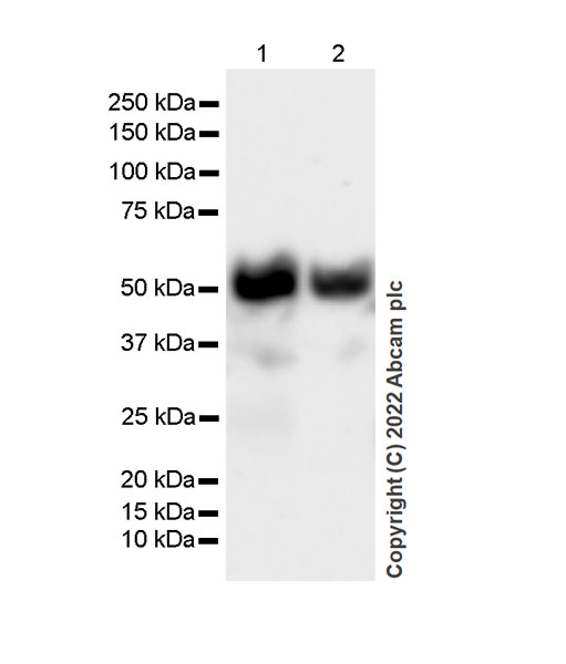 Western blot - Anti-IFIT1 antibody [EPR27276-63] (BSA and Azide free) (ab305302), expandable thumbnail