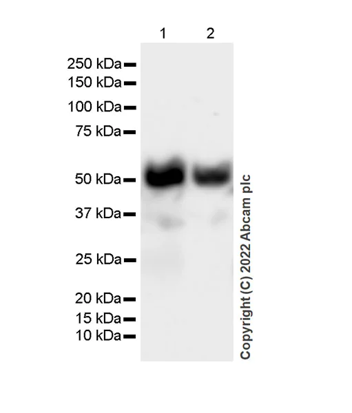 Western blot - Anti-IFIT1 antibody [EPR27276-63] (BSA and Azide free) (AB305302)