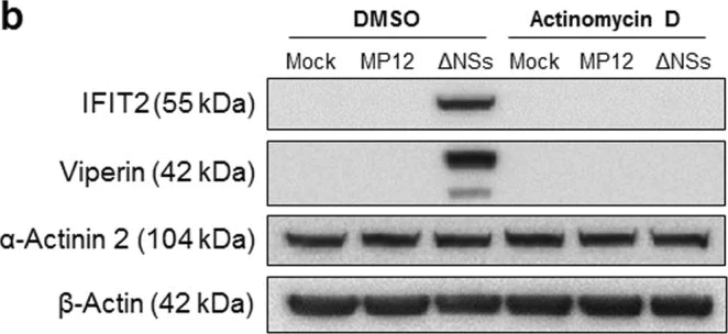 Western blot - Anti-IFIT2 antibody (AB113112)