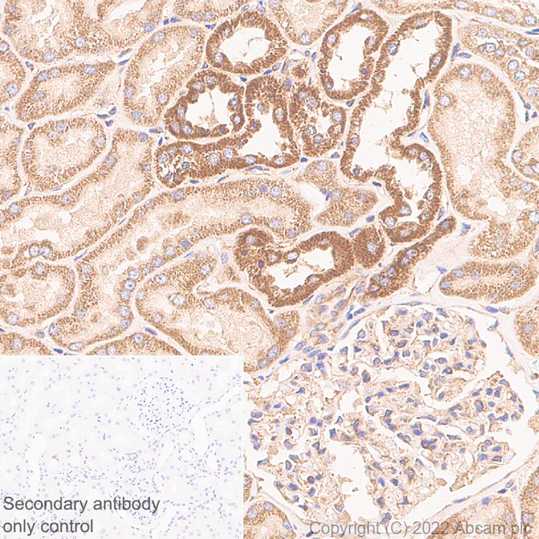 Immunohistochemistry (Formalin/PFA-fixed paraffin-embedded sections) - Anti-IFIT2 antibody [EPR26404-119] (AB305231)