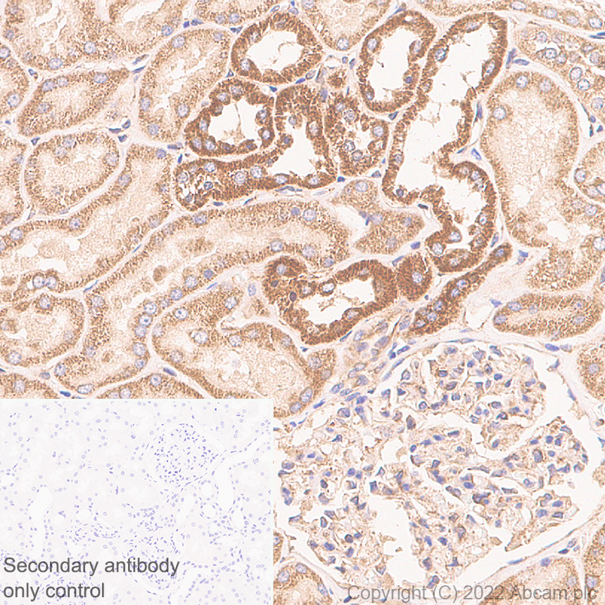 Immunohistochemistry (Formalin/PFA-fixed paraffin-embedded sections) - Anti-IFIT2 antibody [EPR26404-119] - BSA and Azide free (AB305232), expandable thumbnail