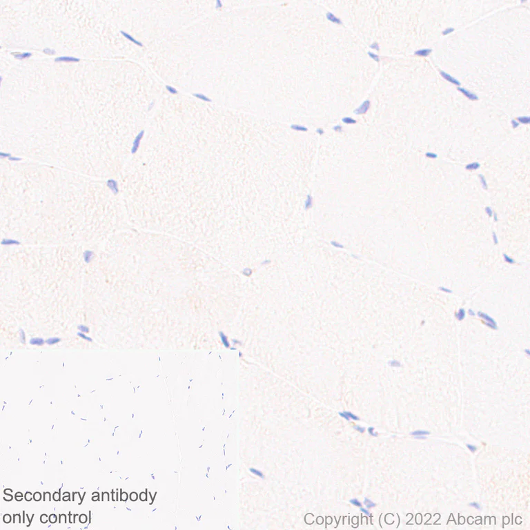 Immunohistochemistry (Formalin/PFA-fixed paraffin-embedded sections) - Anti-IFIT2 antibody [EPR26404-119] - BSA and Azide free (AB305232)