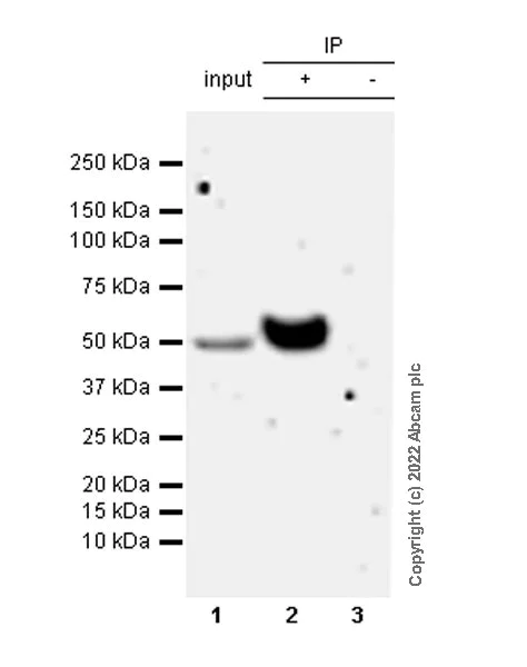 Immunoprecipitation - Anti-IFIT2 antibody [EPR26404-119] - BSA and Azide free (AB305232)
