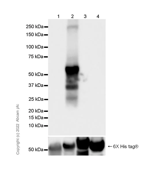 Western blot - Anti-IFIT2 antibody [EPR26404-119] - BSA and Azide free (AB305232)