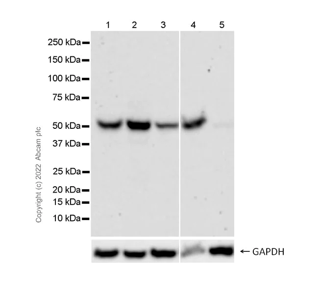 Western blot - Anti-IFIT2 antibody [EPR26404-119] - BSA and Azide free (AB305232)