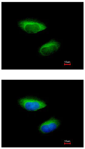 Immunocytochemistry/ Immunofluorescence - Anti-IFIT2 antibody - N-terminal (AB154487)