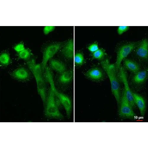 Immunocytochemistry/ Immunofluorescence - Anti-IFIT3 antibody [HL2468] (AB317232)