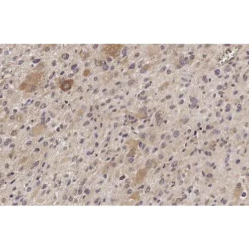Immunohistochemistry (Formalin/PFA-fixed paraffin-embedded sections) - Anti-IFIT3 antibody [HL2468] (AB317232)
