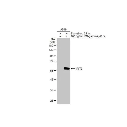 Western blot - Anti-IFIT3 antibody [HL2468] (AB317232)