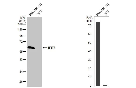 Western blot - Anti-IFIT3 antibody [HL2468] (AB317232)