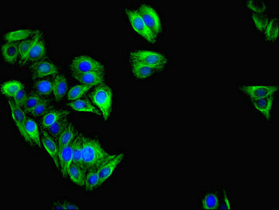 Immunocytochemistry/ Immunofluorescence - Anti-IFIT3/P60 antibody (AB236243)