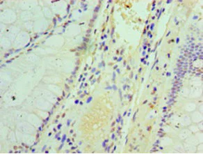 Immunohistochemistry (Formalin/PFA-fixed paraffin-embedded sections) - Anti-IFIT3/P60 antibody (AB236243)