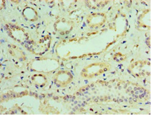 Immunohistochemistry (Formalin/PFA-fixed paraffin-embedded sections) - Anti-IFIT3/P60 antibody (AB236243)