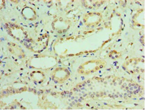 Immunohistochemistry (Formalin/PFA-fixed paraffin-embedded sections) - Anti-IFIT3/P60 antibody (AB236243)