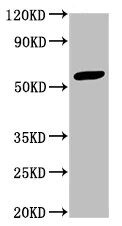 Western blot - Anti-IFIT3/P60 antibody (AB236243)