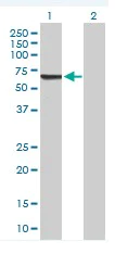 Western blot - Anti-IFIT3/P60 antibody (AB76818)
