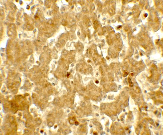 Immunohistochemistry (Formalin/PFA-fixed paraffin-embedded sections) - Anti-IFIT3/P60 antibody - C-terminal (AB191689)