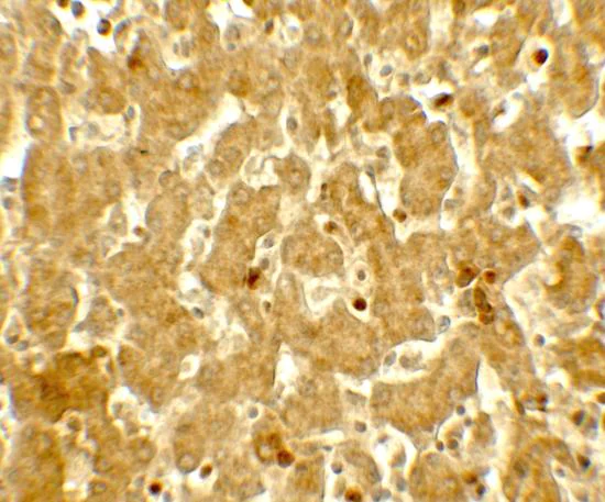 Immunohistochemistry (Formalin/PFA-fixed paraffin-embedded sections) - Anti-IFIT3/P60 antibody - C-terminal (AB191689)