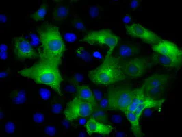 Immunocytochemistry/ Immunofluorescence - Anti-IFIT3/P60 antibody [OTI1G1] (AB118045)