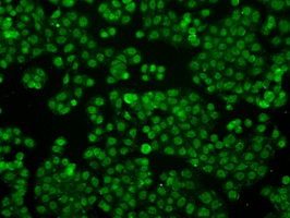 Immunocytochemistry/ Immunofluorescence - Anti-IFIT3/P60 antibody [OTI1G1] (AB118045)