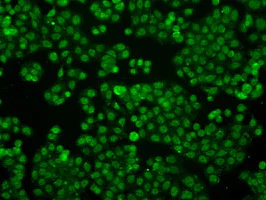 Immunocytochemistry/ Immunofluorescence - Anti-IFIT3/P60 antibody [OTI1G1] (AB118045)