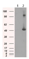 Western blot - Anti-IFIT3/P60 antibody [OTI1G1] (AB118045)