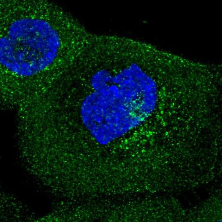 Immunocytochemistry/ Immunofluorescence - Anti-IFIT5 antibody (AB220954)