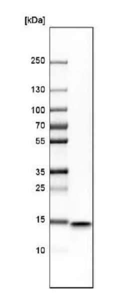 Western blot - Anti-IFITM1 antibody (AB224063)