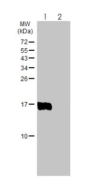 Western blot - Anti-IFITM1 antibody (AB272861)