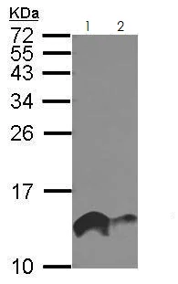 Western blot - Anti-IFITM1 antibody (AB272861)