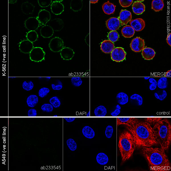 Immunocytochemistry/ Immunofluorescence - Anti-IFITM1 antibody [EPR22620-12] (AB233545), expandable thumbnail