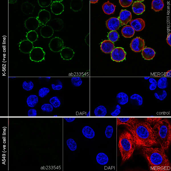 Immunocytochemistry/ Immunofluorescence - Anti-IFITM1 antibody [EPR22620-12] (AB233545)