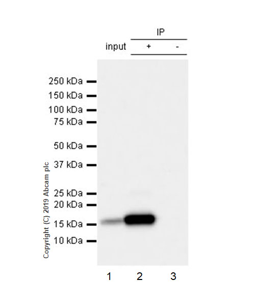 Immunoprecipitation - Anti-IFITM1 antibody [EPR22620-12] (AB233545), expandable thumbnail