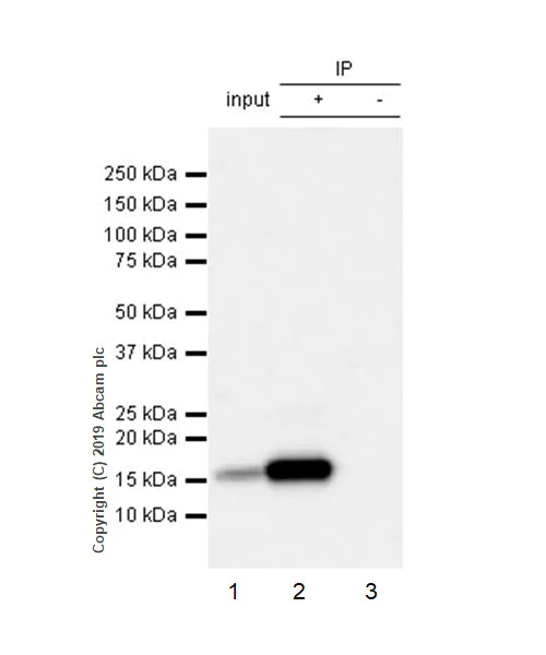 Immunoprecipitation - Anti-IFITM1 antibody [EPR22620-12] (AB233545)