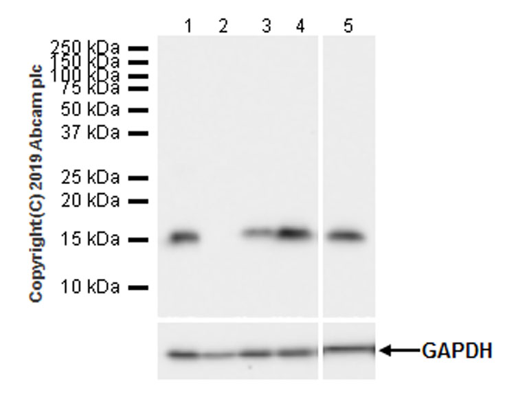 Western blot - Anti-IFITM1 antibody [EPR22620-12] (AB233545), expandable thumbnail
