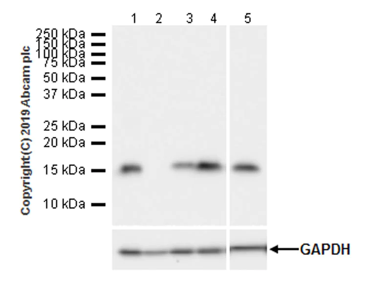 Western blot - Anti-IFITM1 antibody [EPR22620-12] (AB233545)