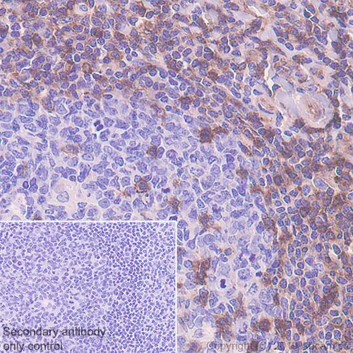 Immunohistochemistry (Formalin/PFA-fixed paraffin-embedded sections) - Anti-IFITM1 antibody [EPR22620-12] - BSA and Azide free (AB255273)
