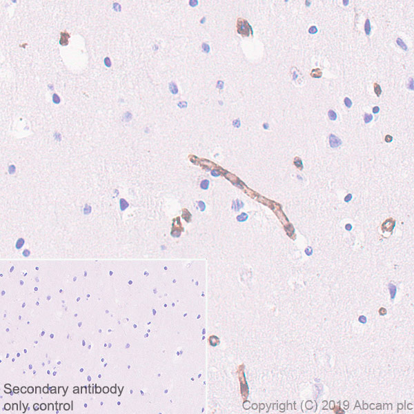 Immunohistochemistry (Formalin/PFA-fixed paraffin-embedded sections) - Anti-IFITM1 antibody [EPR22620-12] - BSA and Azide free (AB255273)