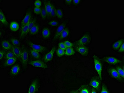 Immunocytochemistry/ Immunofluorescence - Anti-IFITM2 antibody (AB236735)