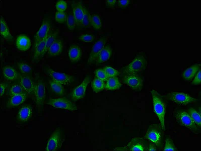 Immunocytochemistry/ Immunofluorescence - Anti-IFITM2 antibody (AB236735)