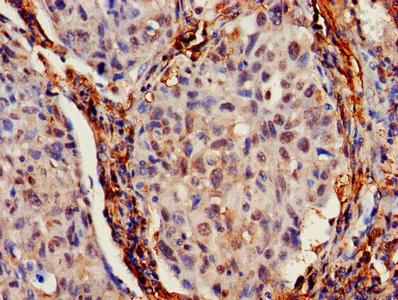 Immunohistochemistry (Formalin/PFA-fixed paraffin-embedded sections) - Anti-IFITM2 antibody (AB236735)