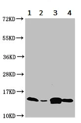 Western blot - Anti-IFITM2 antibody (AB236735)