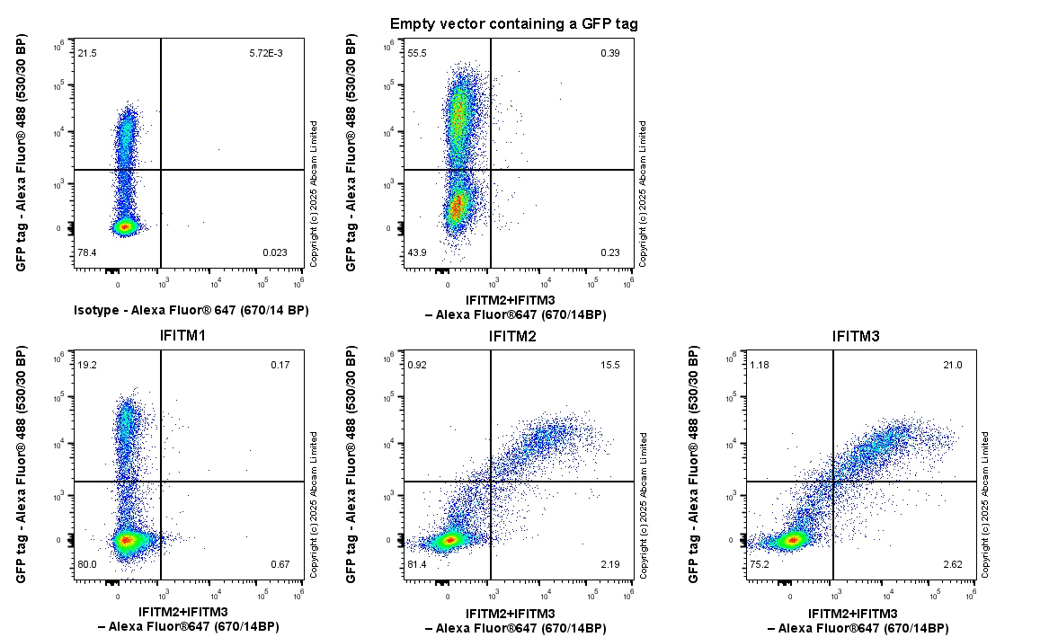 Flow Cytometry (Intracellular) - Anti-IFITM2+IFITM3 antibody [EPR28942-88] (AB323747), expandable thumbnail