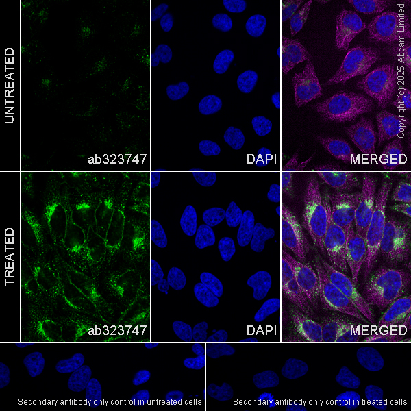 Immunocytochemistry/ Immunofluorescence - Anti-IFITM2+IFITM3 antibody [EPR28942-88] (AB323747), expandable thumbnail